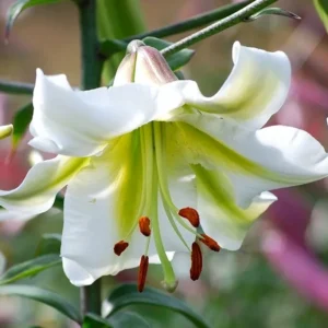 White lily flower with green throat.