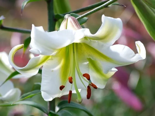 White lily flower with green throat.