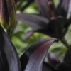 Dark lily buds and leaves.