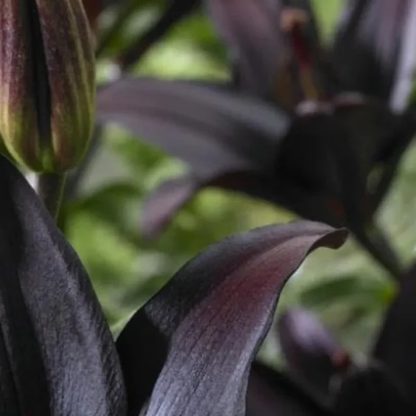 Dark lily buds and leaves.