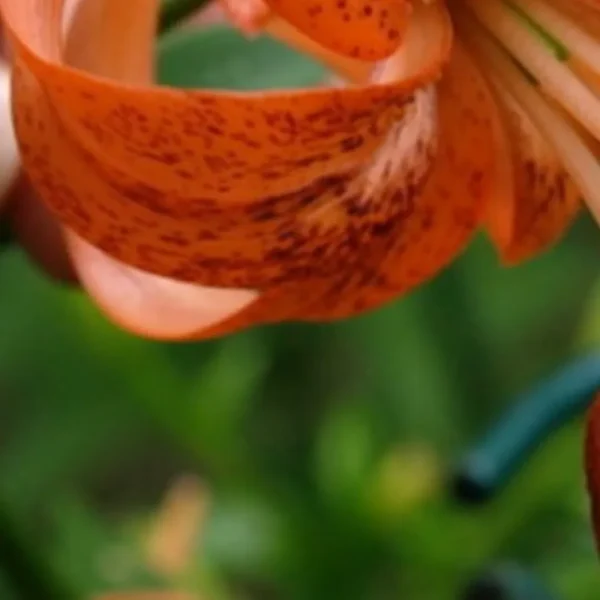 Close-up curled orange speckled lily petal