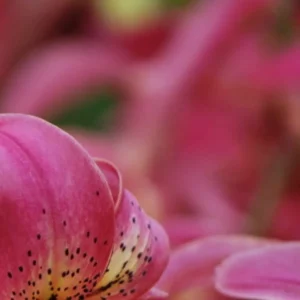 Pink lily flower closeup detail.