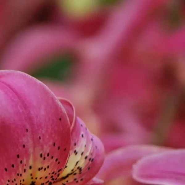 Pink lily flower closeup detail.