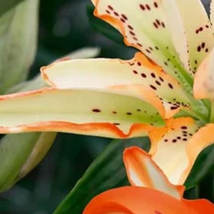 Creamy petaled lily with orange-edged spots