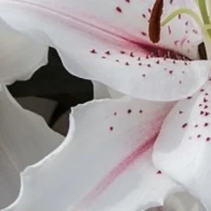 White lily petal with pink freckle pattern