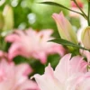 Close-up of pale pink lily blooms