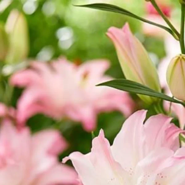 Close-up of pale pink lily blooms