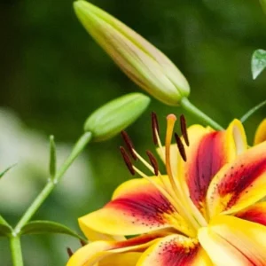 A close up of the flower and buds of a plant.