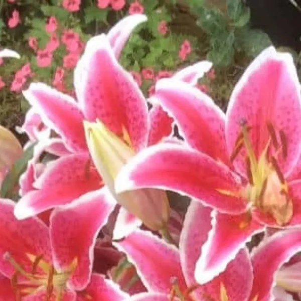 Close-up of pink stargazer lilies