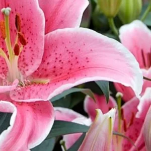 Close-up pink stargazer lilies with speckled petals
