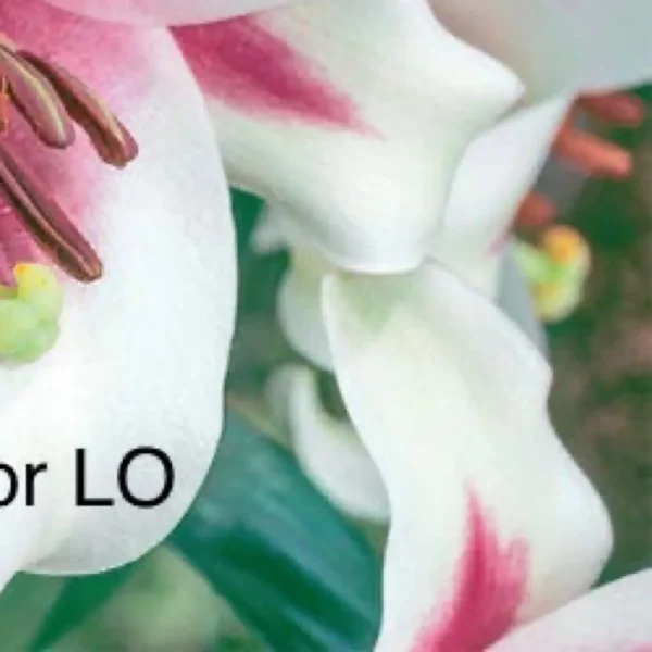 A close up of some flowers with the words " flower for lo ".