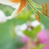 Close-up of orange stamen on white lily