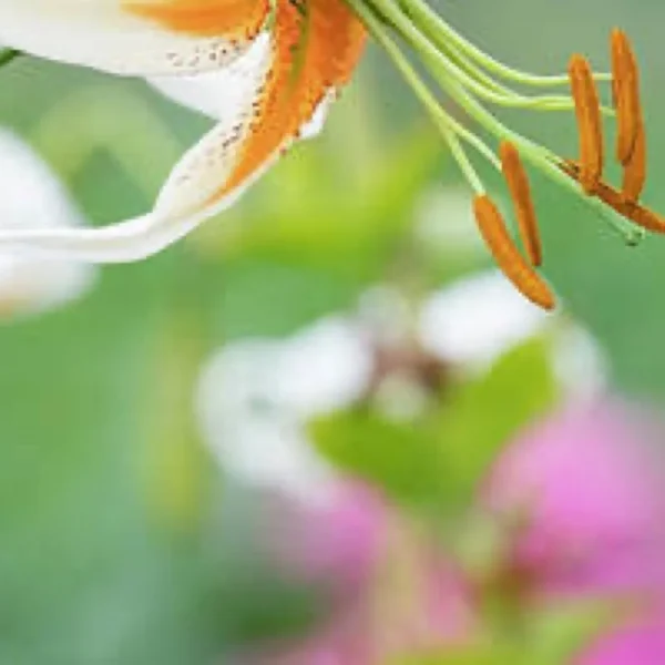 Close-up of orange stamen on white lily