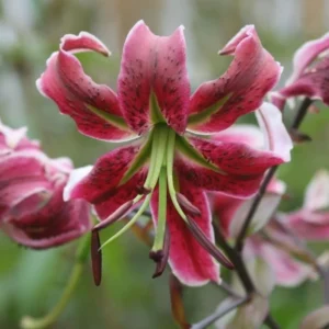 Deep pink lily with curled petals and stamens