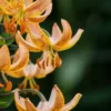 Close-up orange spotted tiger lilies with stamens