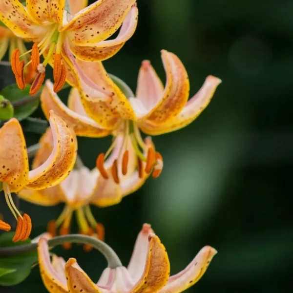 Close-up orange spotted tiger lilies with stamens