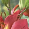 Close-up red lily with green buds
