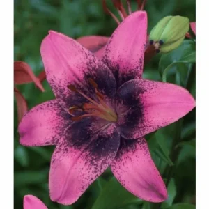 Pink lily with dark speckled center