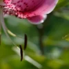 Close-up pink spotted lily petals and stamens