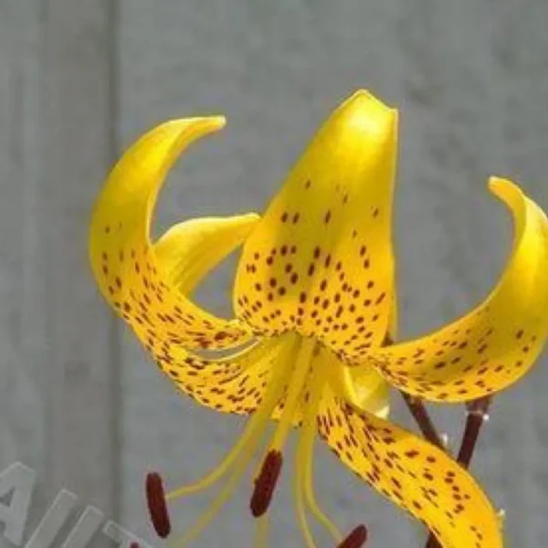 Vibrant yellow spotted lily bloom