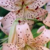 Close-up pink spotted tiger lilies