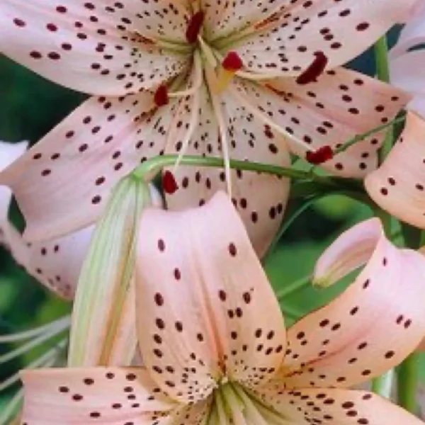 Close-up pink spotted tiger lilies