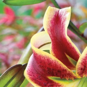 Curled red and yellow lily petals, blurred background