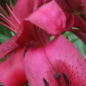 Deep rose lily petals with dark speckles