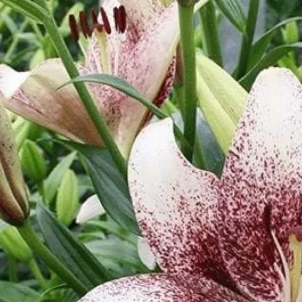 Speckled pink-and-white lily close-up