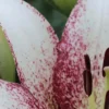 Close-up white lily with pink speckles