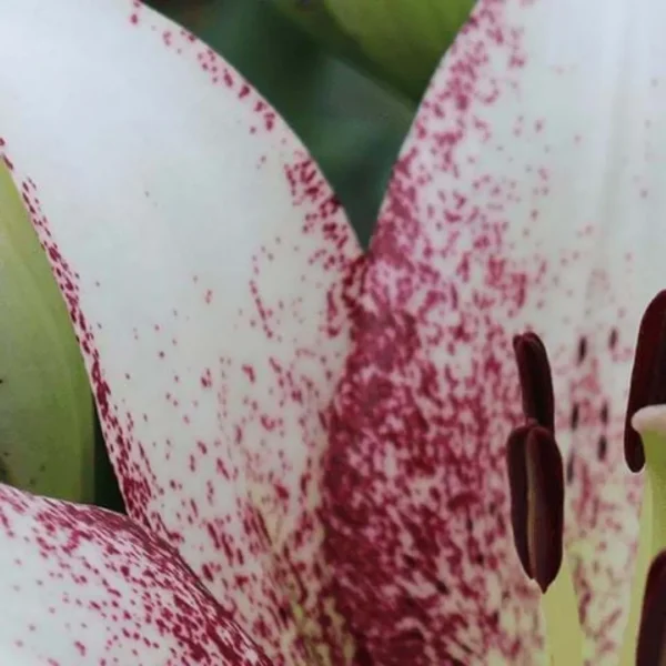 Close-up white lily with pink speckles