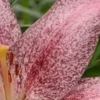 Close-up pink speckled lily petal and stamen
