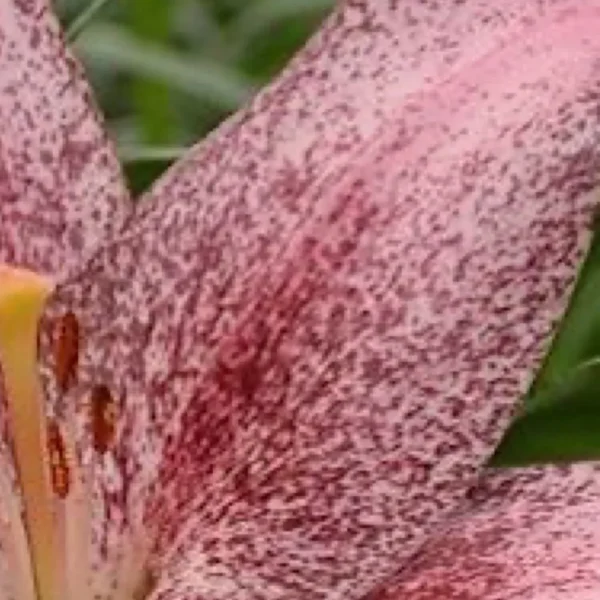 Close-up pink speckled lily petal and stamen