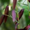 Purple flower buds on green stem, outdoors.