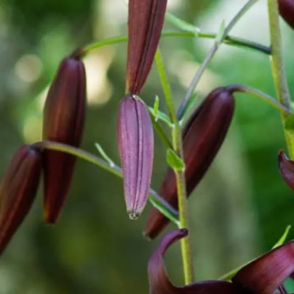 Purple flower buds on green stem, outdoors.