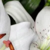 Close-up white lily petals with speckled markings