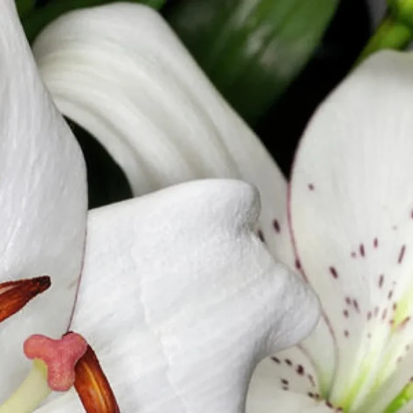 Close-up white lily petals with speckled markings