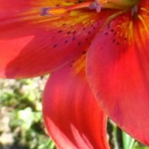 A close up of the flower in bloom.