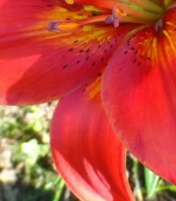 A close up of the flower in bloom.