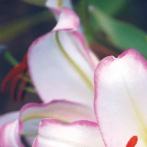 Close-up pink-edged white lily petals