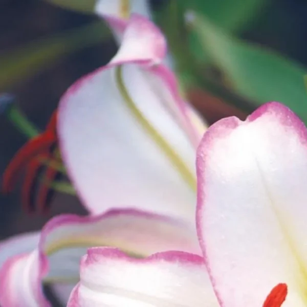Close-up pink-edged white lily petals