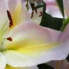Close-up pale pink lily with yellow throat