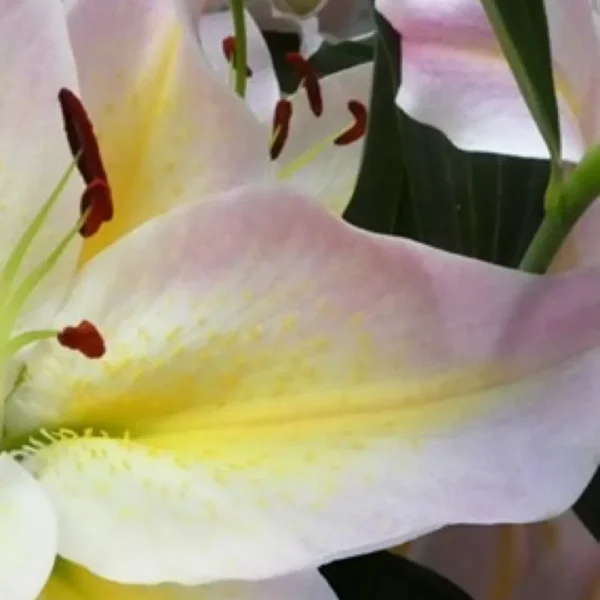 Close-up pale pink lily with yellow throat