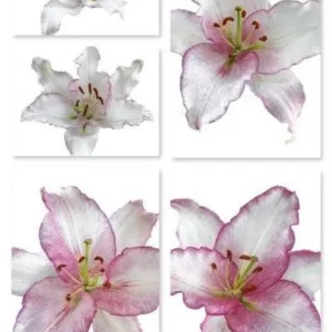 A series of photographs showing different stages of flower.