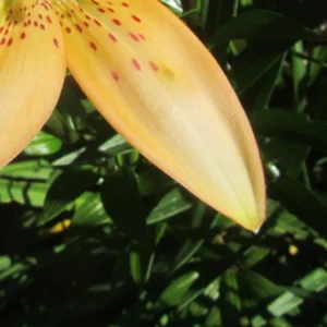 Yellow lily with red speckles, green leaves.