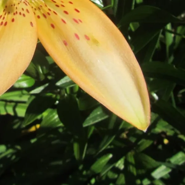 Yellow lily with red speckles, green leaves.