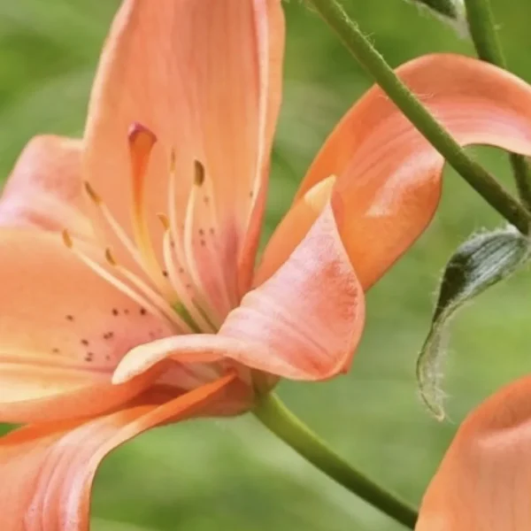 Peach lily close-up with soft green background