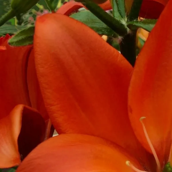 Close-up vibrant orange lily petals