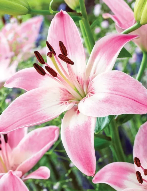 Soft pink lily blossom with dark stamens