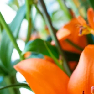Vibrant orange blossom close-up with green foliage